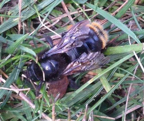 Réf. 188 818 : Bombus rupestris